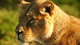母獅,貓的,bigcat