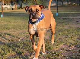 狗,交易所bullmastiff,走