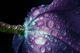 花,紫,滴