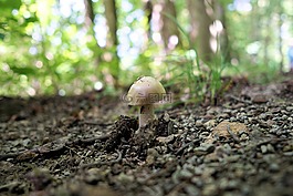 蘑菇,森林,性質(zhì)