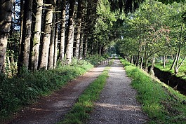 森林,離,森林路徑