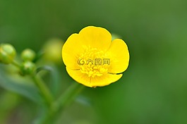 毛茛,廠,野草