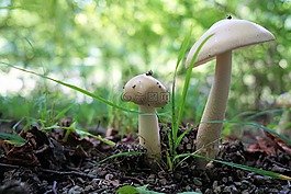 蘑菇,森林,性質(zhì)