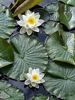 水百合,植物,水生