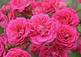 灌木,玫瑰,花