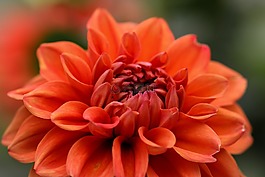 花園,花,嬌琴紗