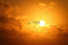鳥,云,日出