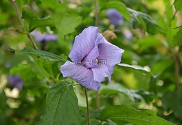 花,按鈕芙蓉,紫