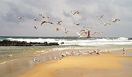 海,燈塔,海鷗