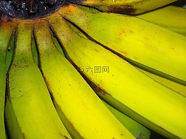 香蕉,水果,绿色