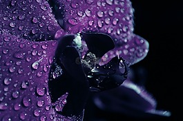 花,紫,开花