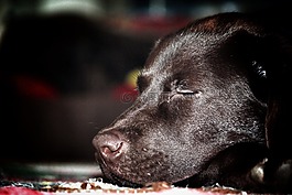 狗,睡覺,動物