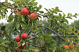 蘋果,水果,食品