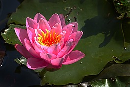 睡蓮,水生植物,開花