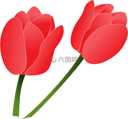 郁金香,鮮花,自然