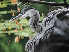 蒼鷺,鳥,動物