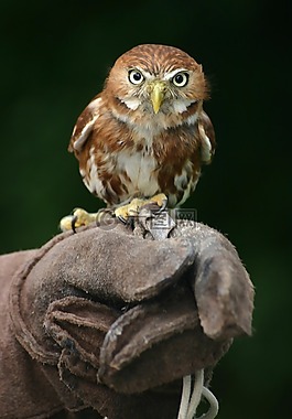 動物,鳥嘴,鳥