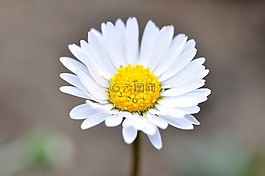 雛菊,花,指出花