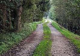 森林,離,森林路徑