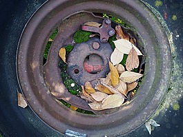成熟,葉子,秋季