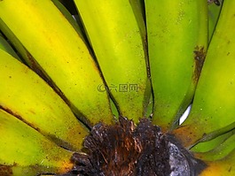 香蕉,水果,綠色