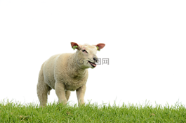 羊,草地,孤立