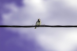 鸟,天空,电线