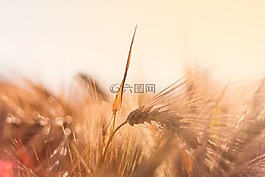 大麥,背光,夕陽
