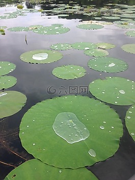百合垫,湖,绿色