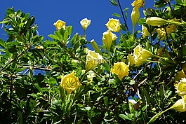 durman,花,異國(guó)情調(diào)