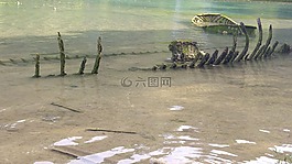 骨架,湖,綠色