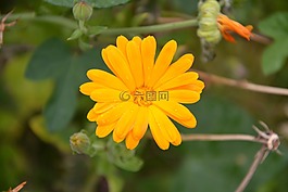 花,瑪格麗特橙色,性質(zhì)