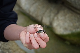 蟹,海,手