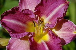 黃花菜,百合,廠