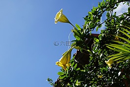 durman,花,異國(guó)情調(diào)