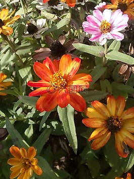 花卉,花園,性質(zhì)