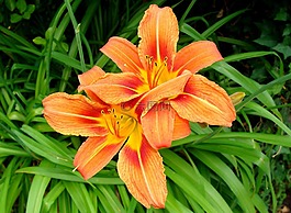 莉莉,花,橙色