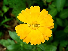 花,黃色,綠色