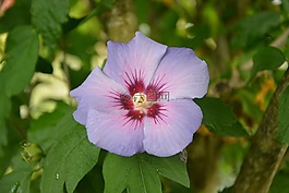 花,灌木,芙蓉花