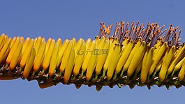 蘆薈,bluehtenstand,結(jié)構(gòu)