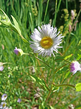 鮮花,性質(zhì),宏
