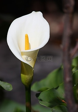 鮮花,百合,植物