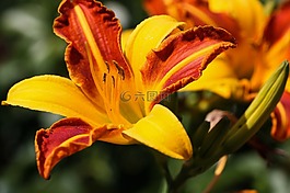 花園,花,嬌琴紗
