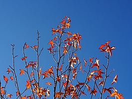 秋季,天空,葉子