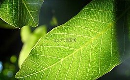 葉,樹,綠色