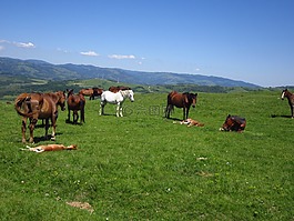 馬匹,原野,山