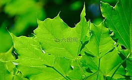 葉,樹,綠色