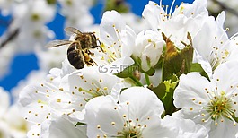 樹,蜜蜂,花