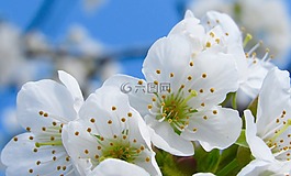 樹,花,花園