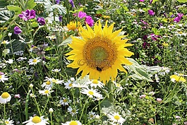領(lǐng)域花,太陽(yáng)花,豐富多彩